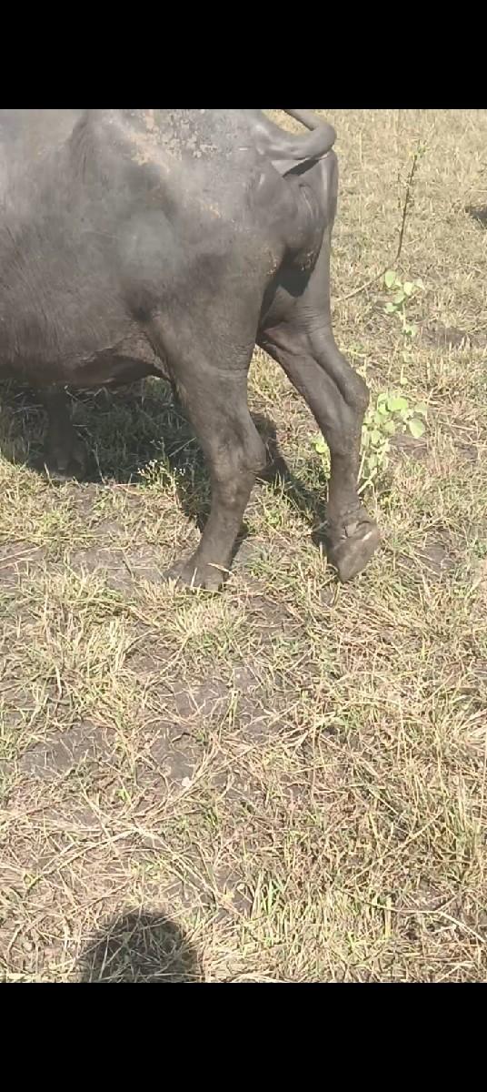 ભેંસ વેચવાની