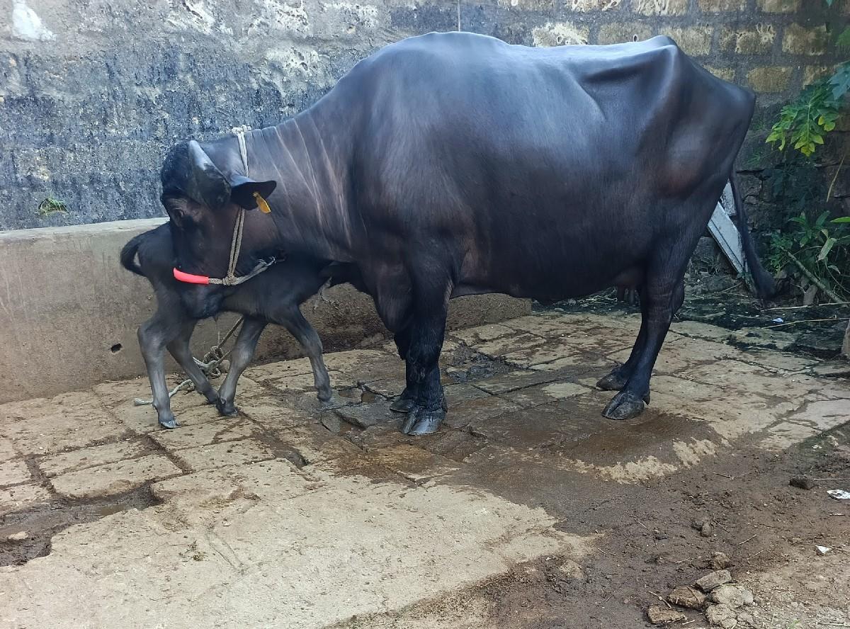 ભૅચ વૅચવાની છૅ