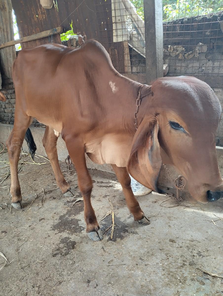 થંબનેલ 3