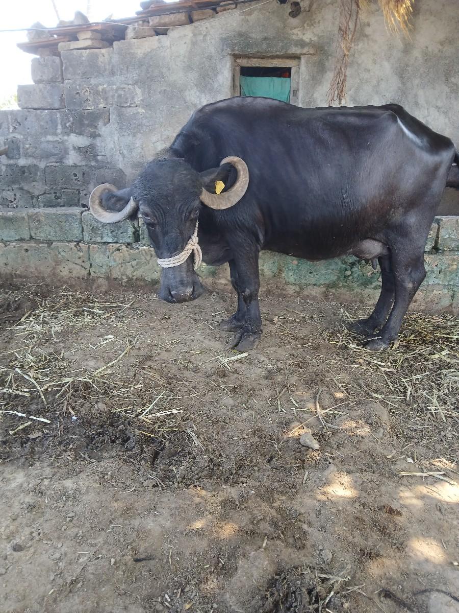 ભેંશ વેચવાની છે