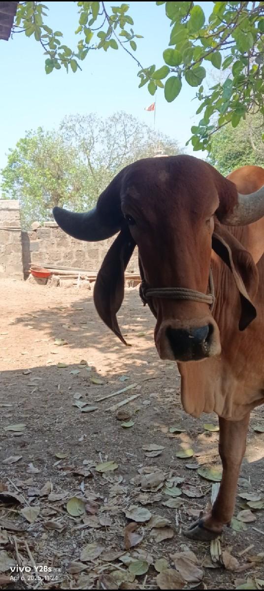 થંબનેલ 2