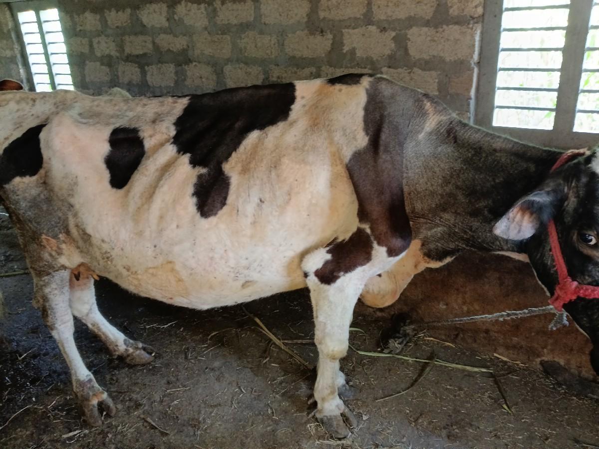 થંબનેલ 2