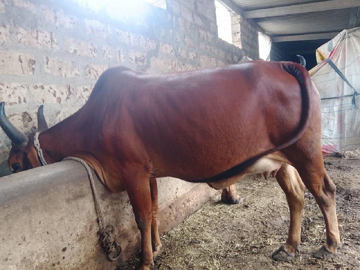 થંબનેલ 3