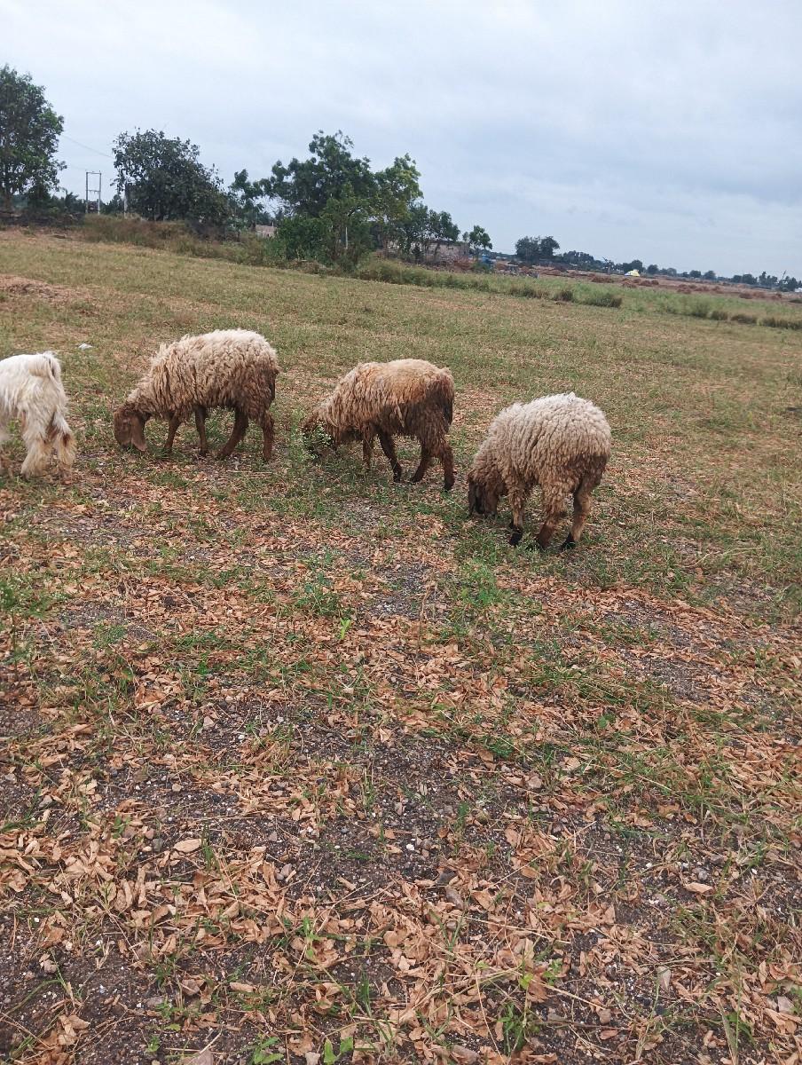 ઘેટા વેચવાના છે