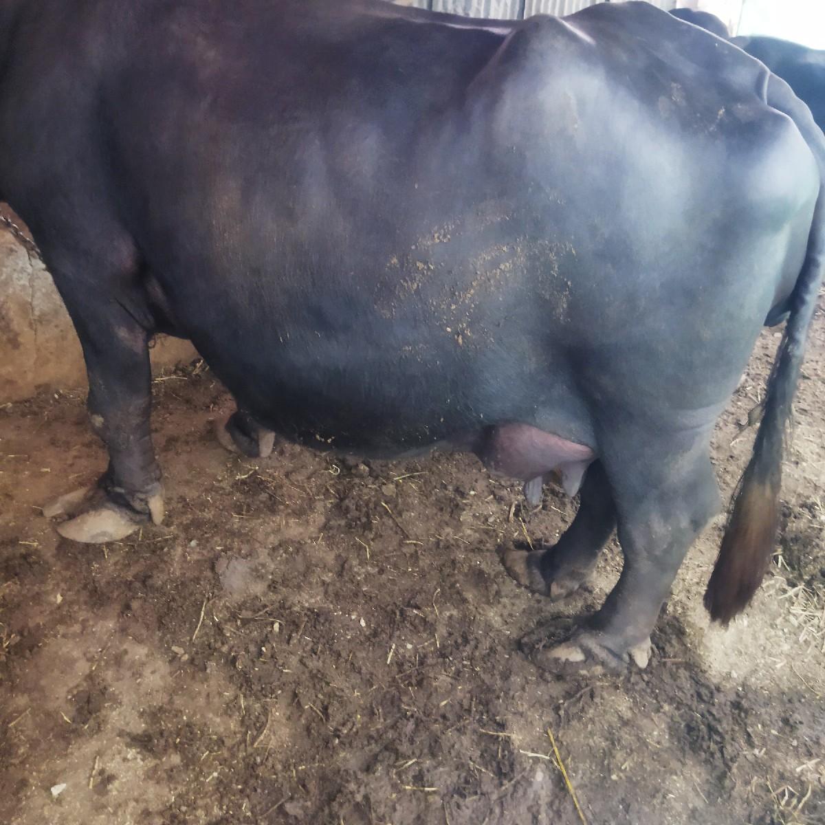 થંબનેલ 3