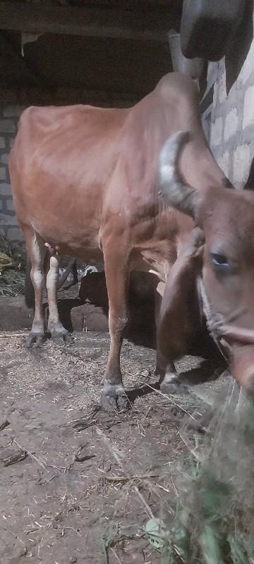 થંબનેલ 2