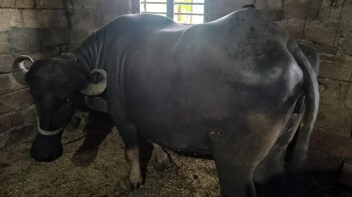 થંબનેલ 2