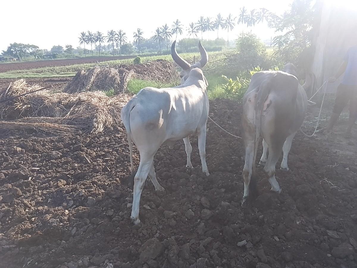 થંબનેલ 2