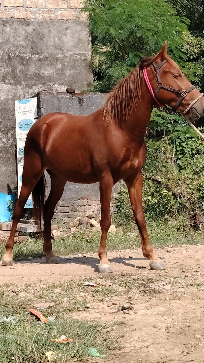 થંબનેલ 3