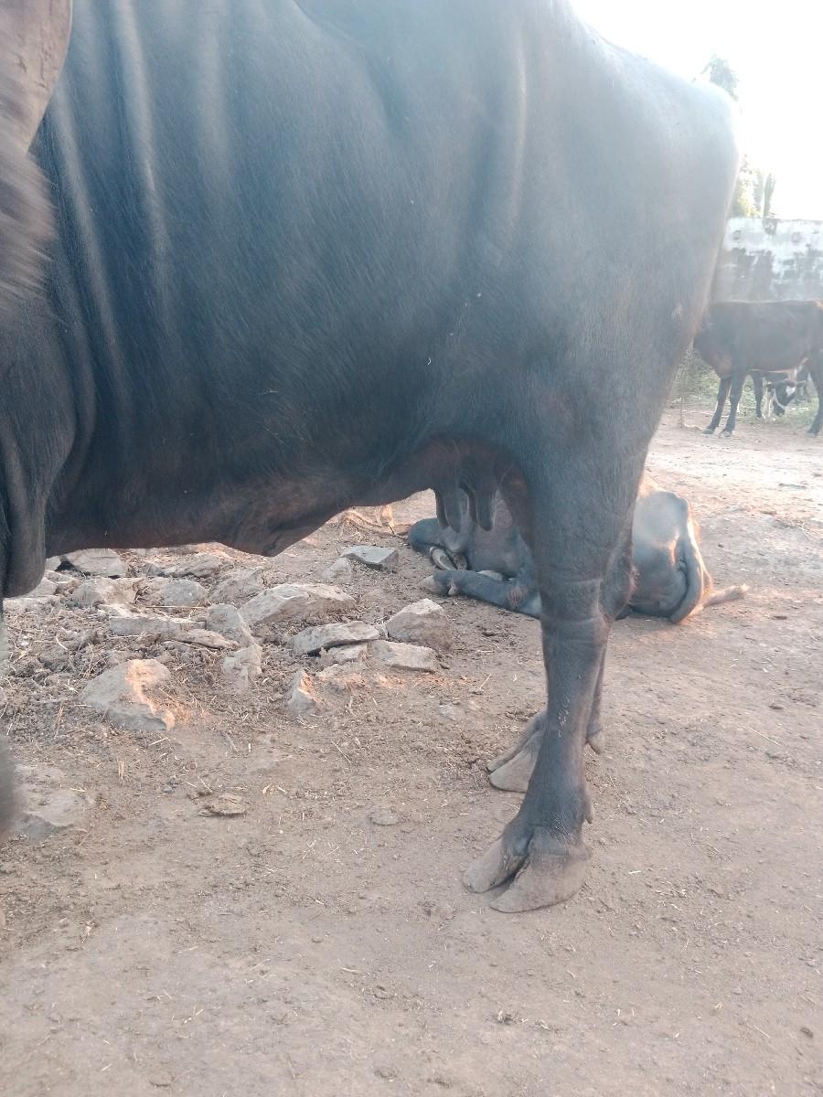 થંબનેલ 3