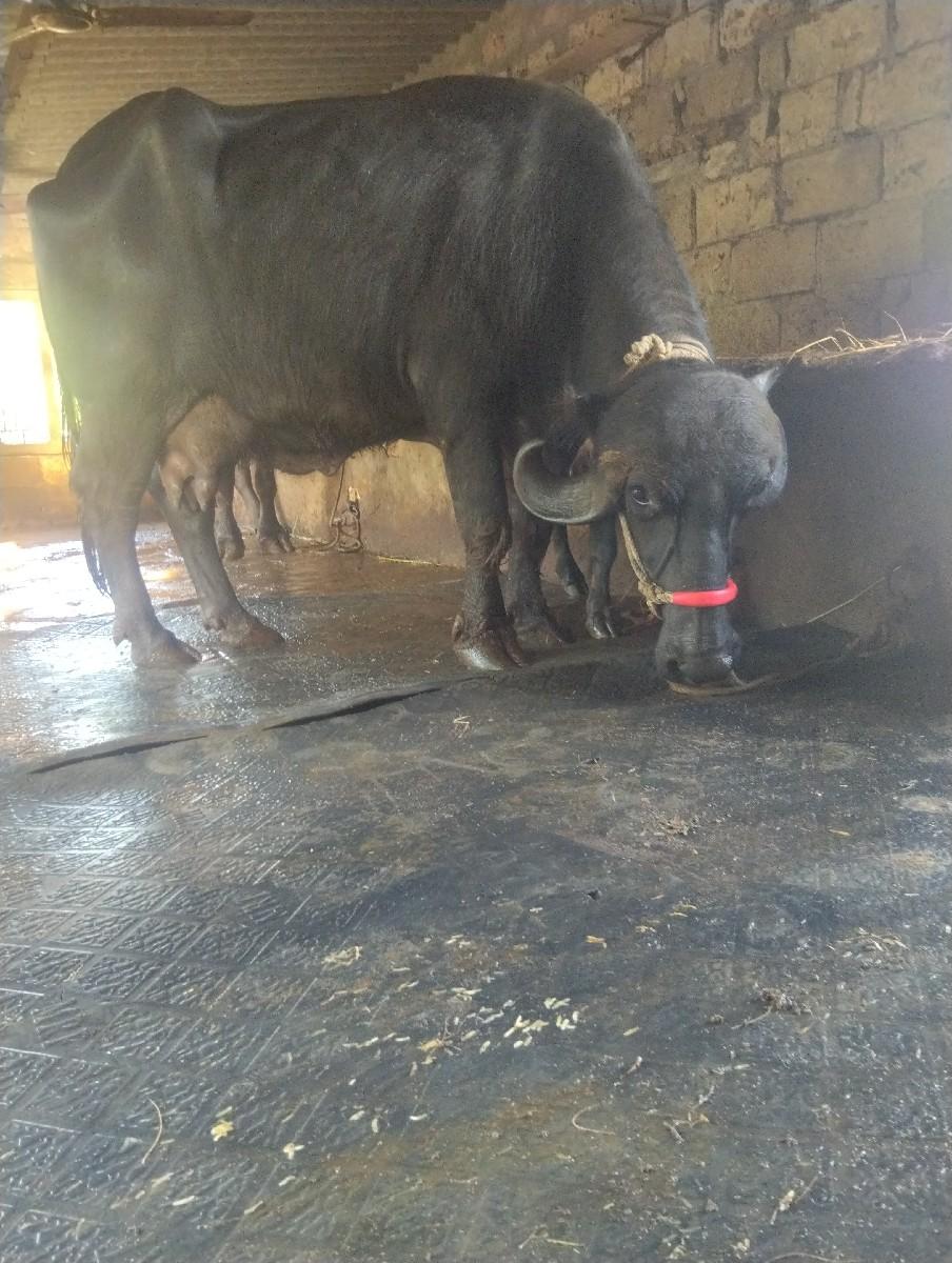 થંબનેલ 3