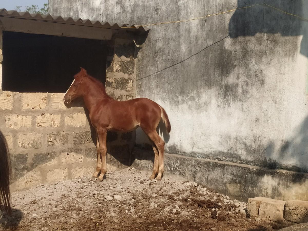 vasairi Vaswani Porbandar