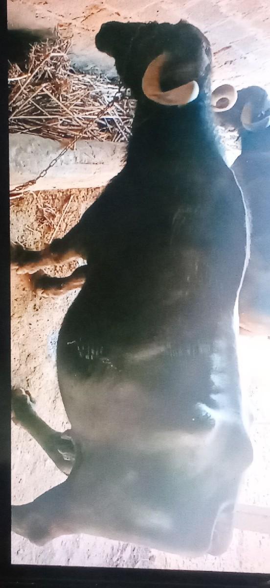 ભેંસ વેચવાની છે