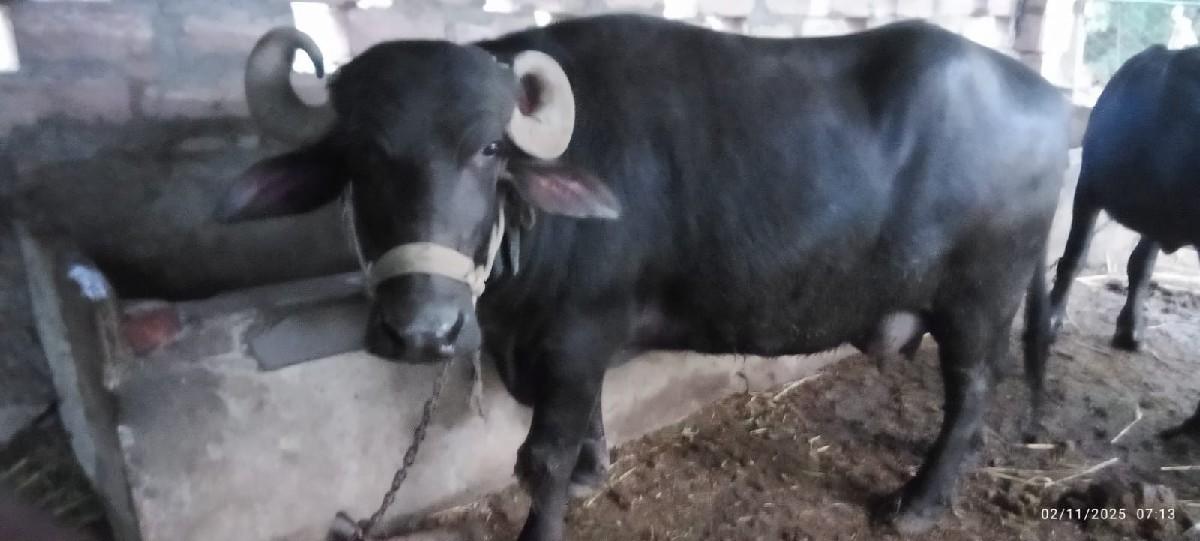 થંબનેલ 2