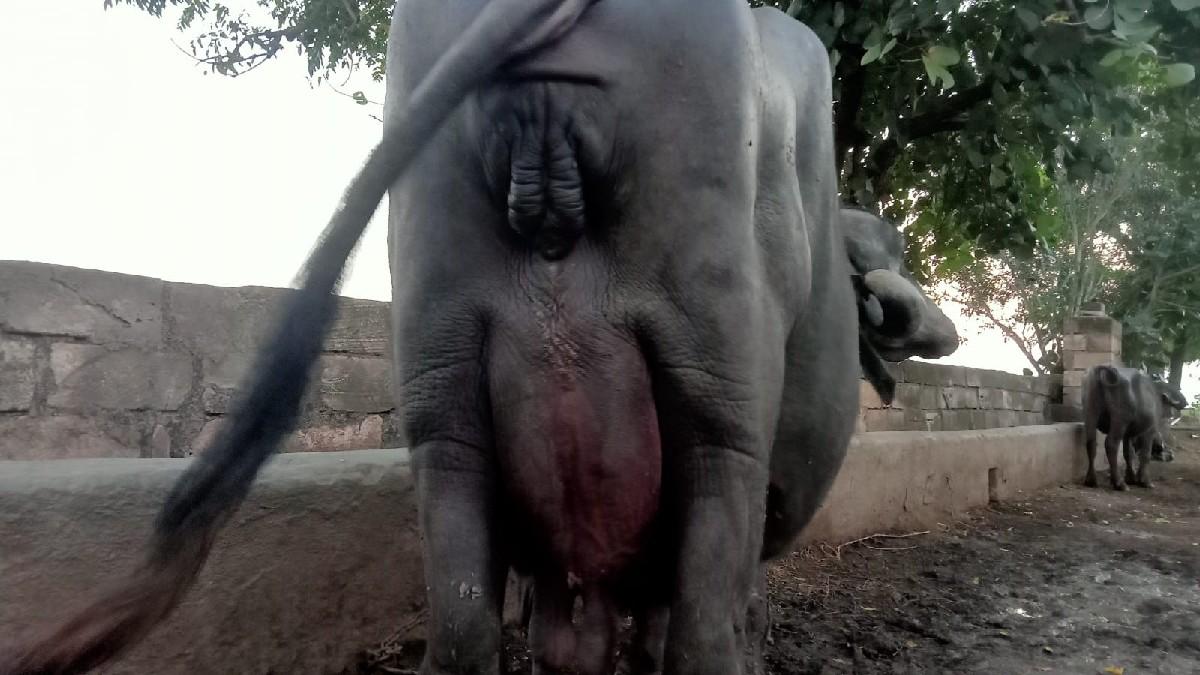 ભેસ વેચવાની છે