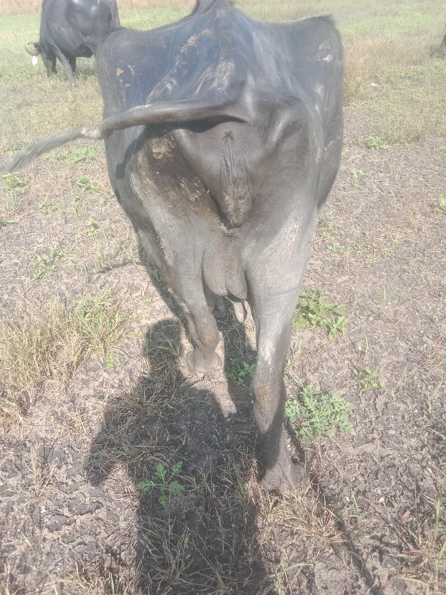 આ ભેંસ વેચવાની છે