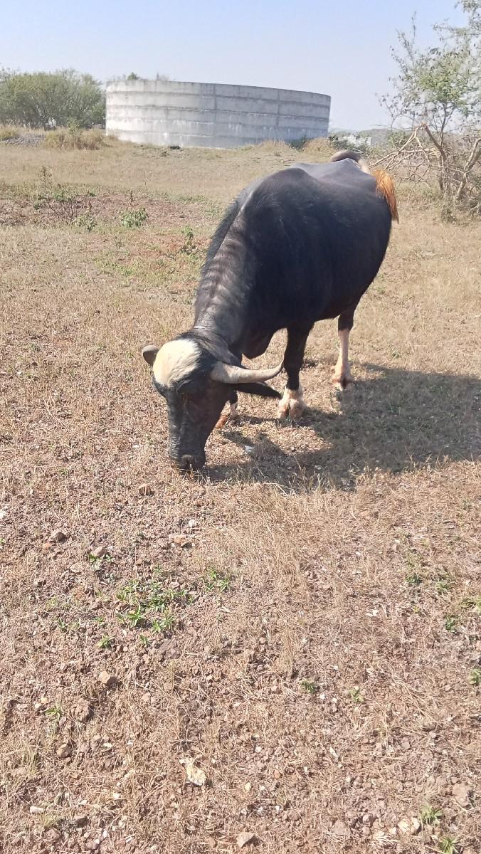 થંબનેલ 3