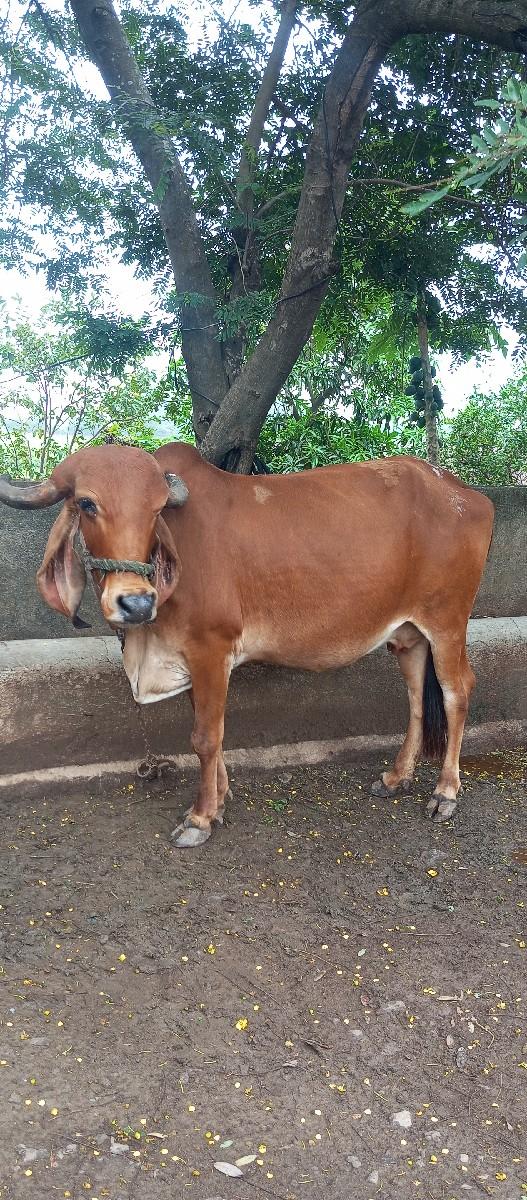 થંબનેલ 3