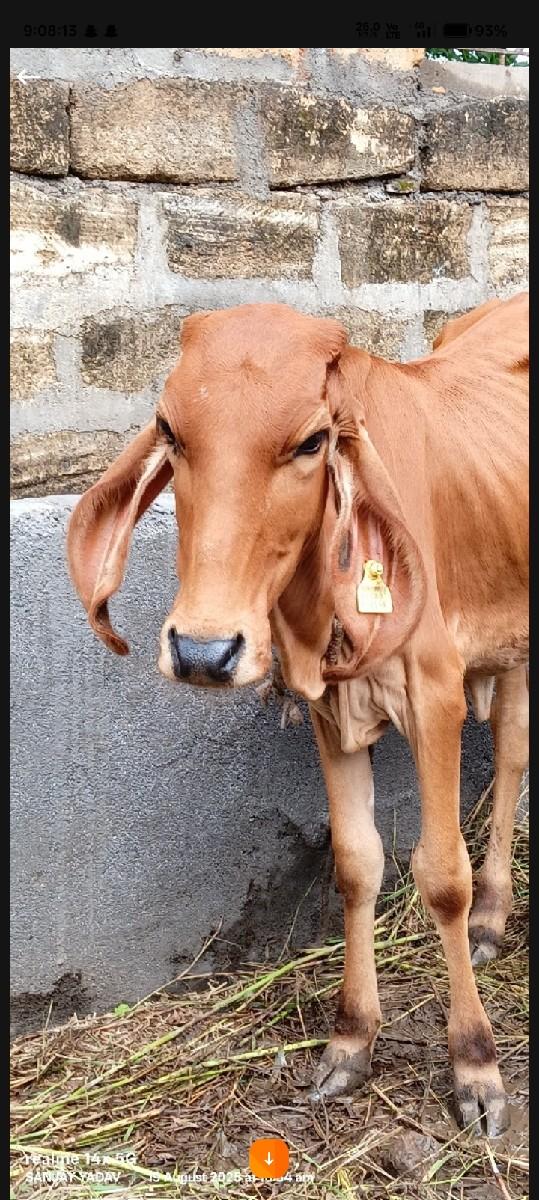 થંબનેલ 2