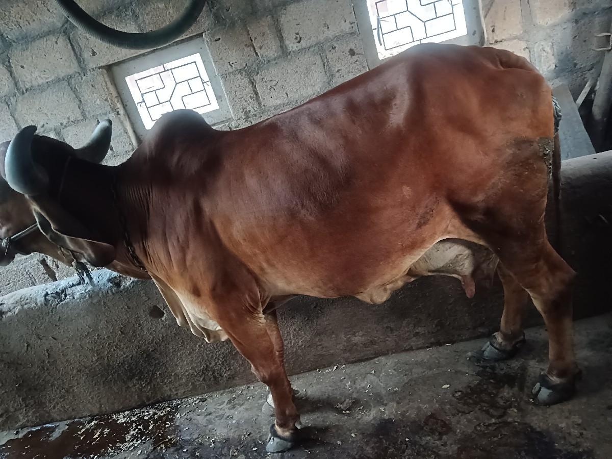 થંબનેલ 3