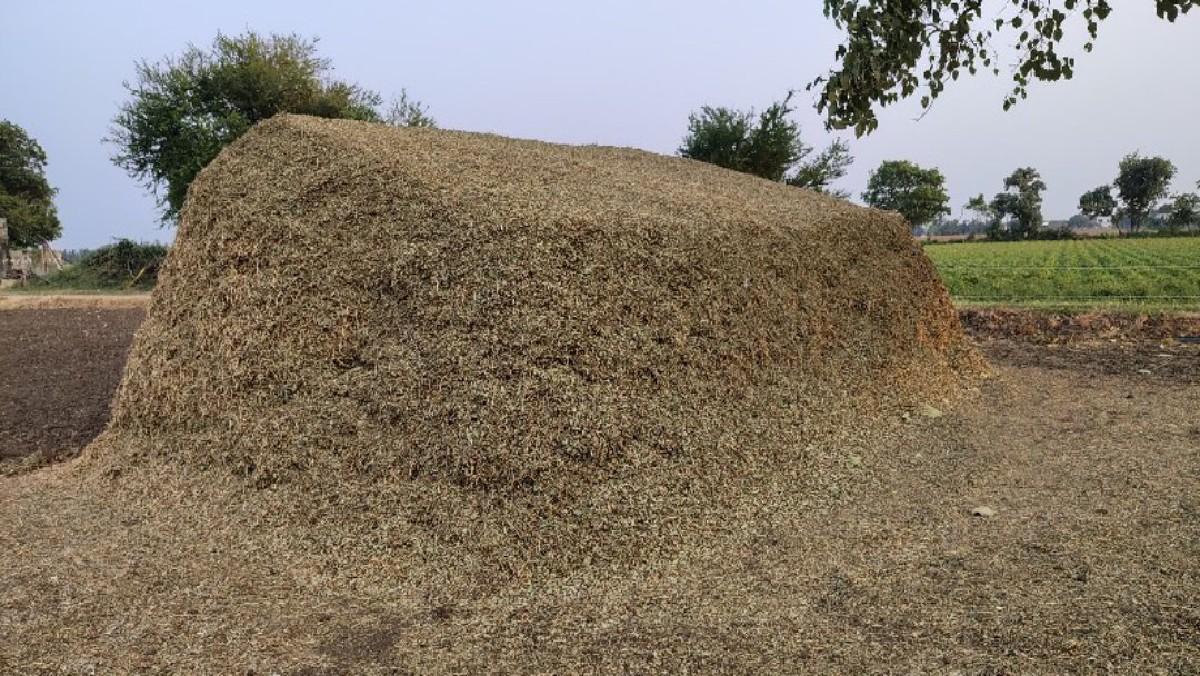 માંડવી નો ભૂકો વેચવાનો છે કોરો