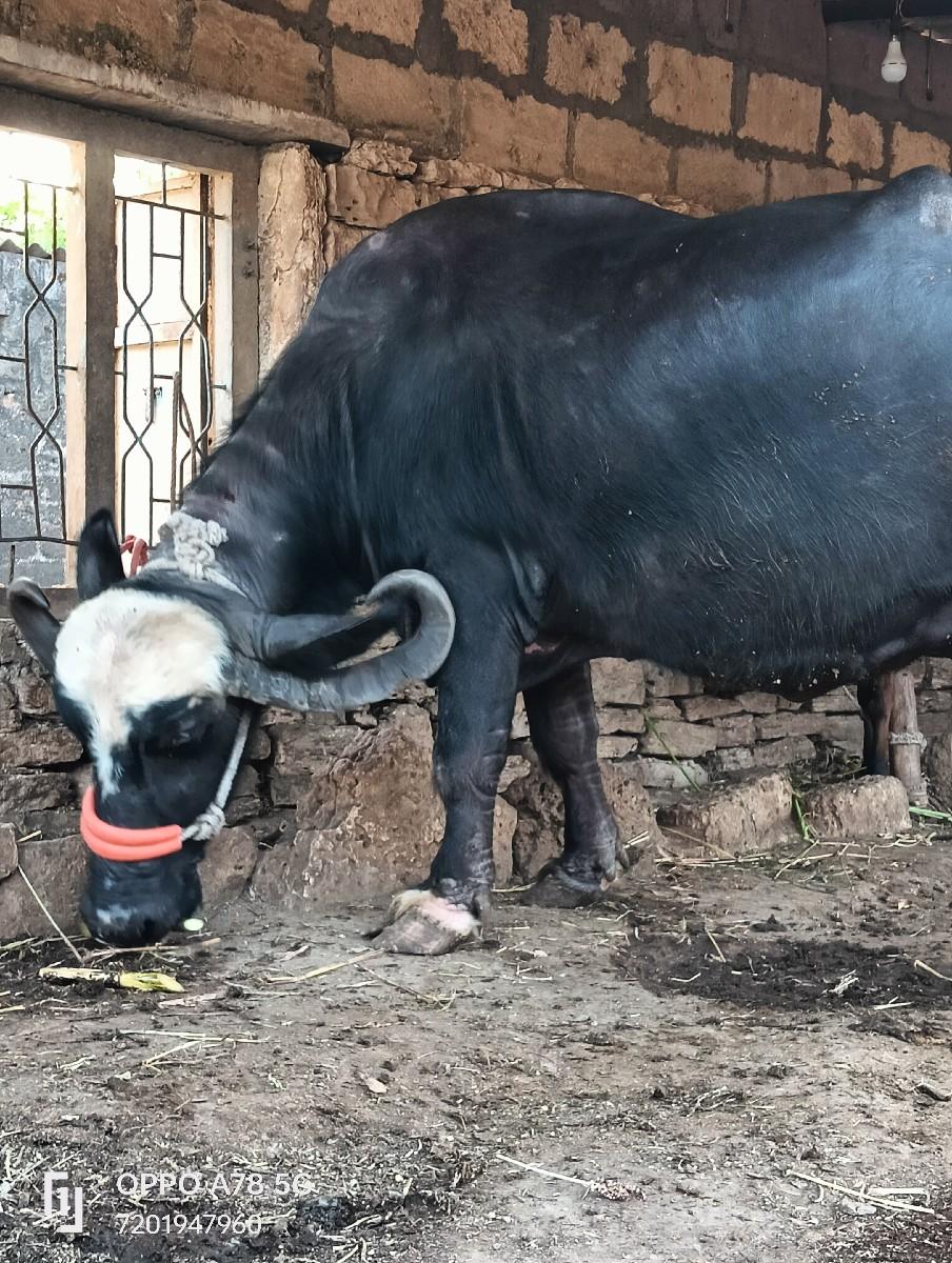 થંબનેલ 6