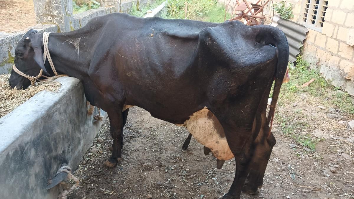 ગાય દેવાની છે.