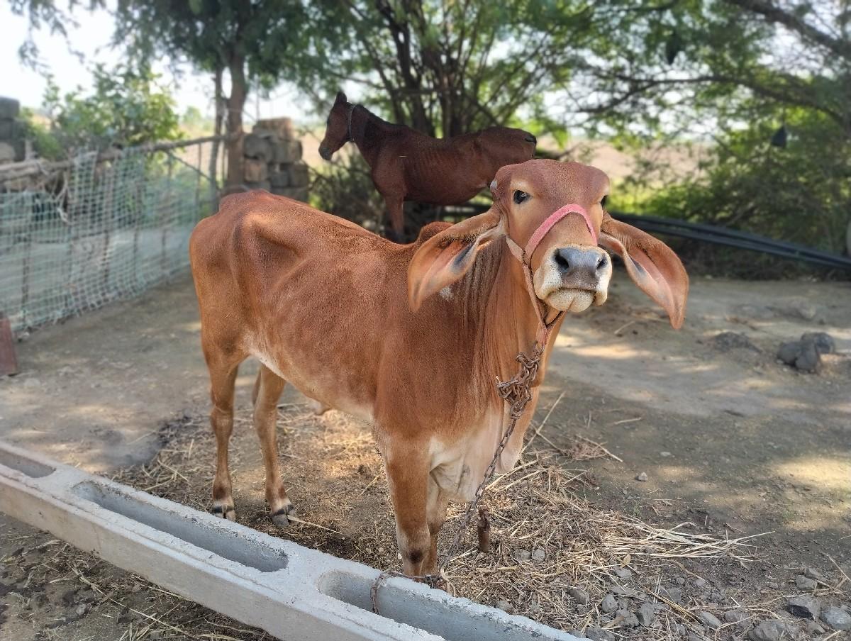 વાસડિ વેસવાની સે