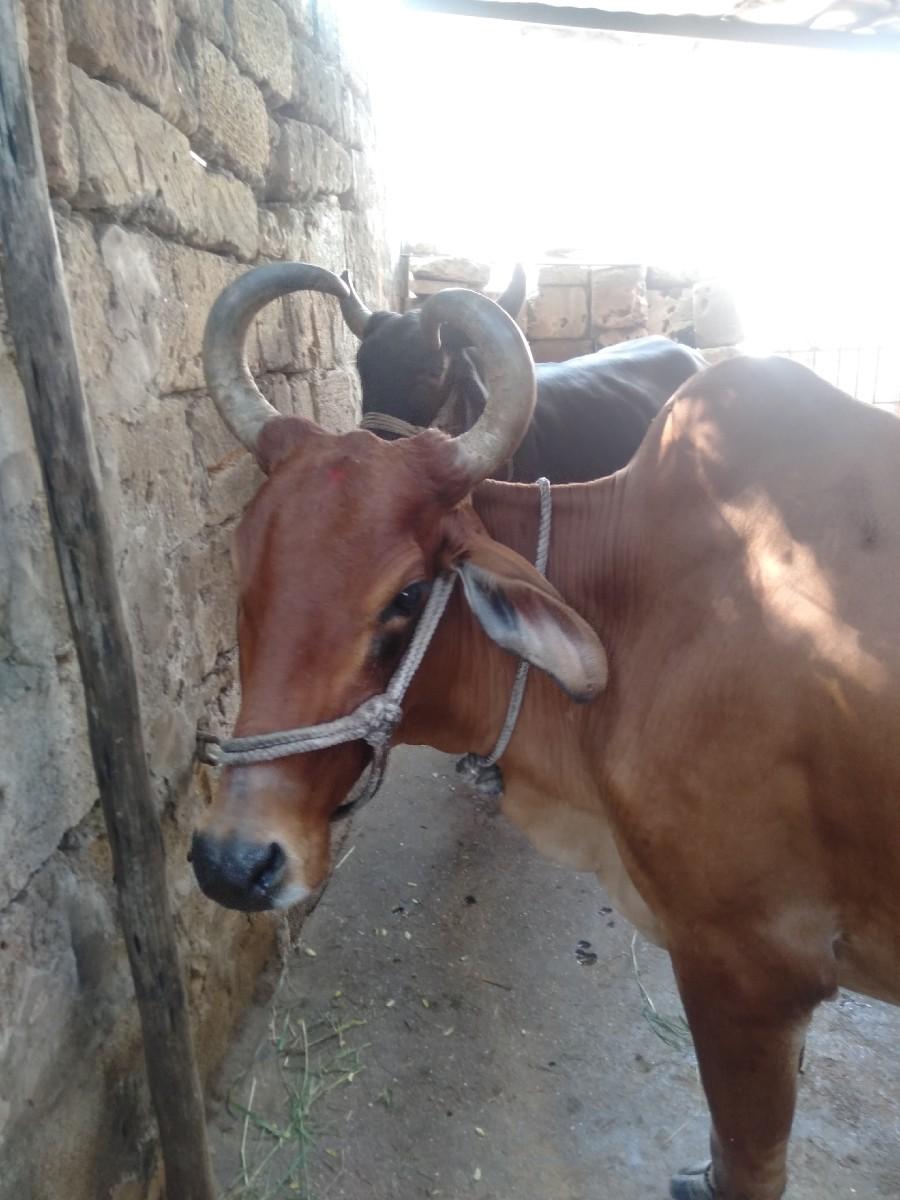 થંબનેલ 3