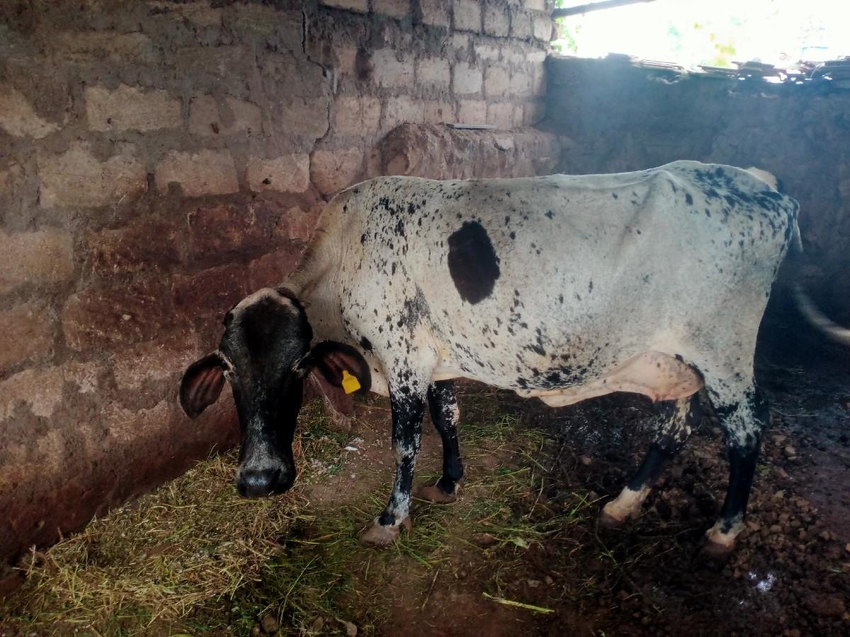 થંબનેલ 2