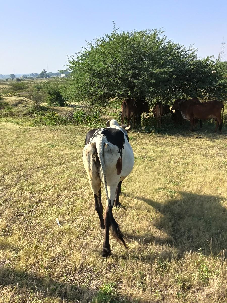 ગાય વેસવાનીછે
