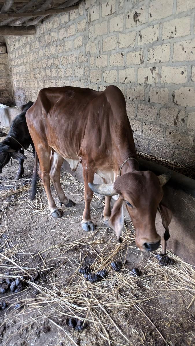 થંબનેલ 2