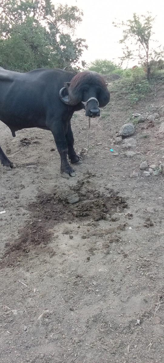 થંબનેલ 3