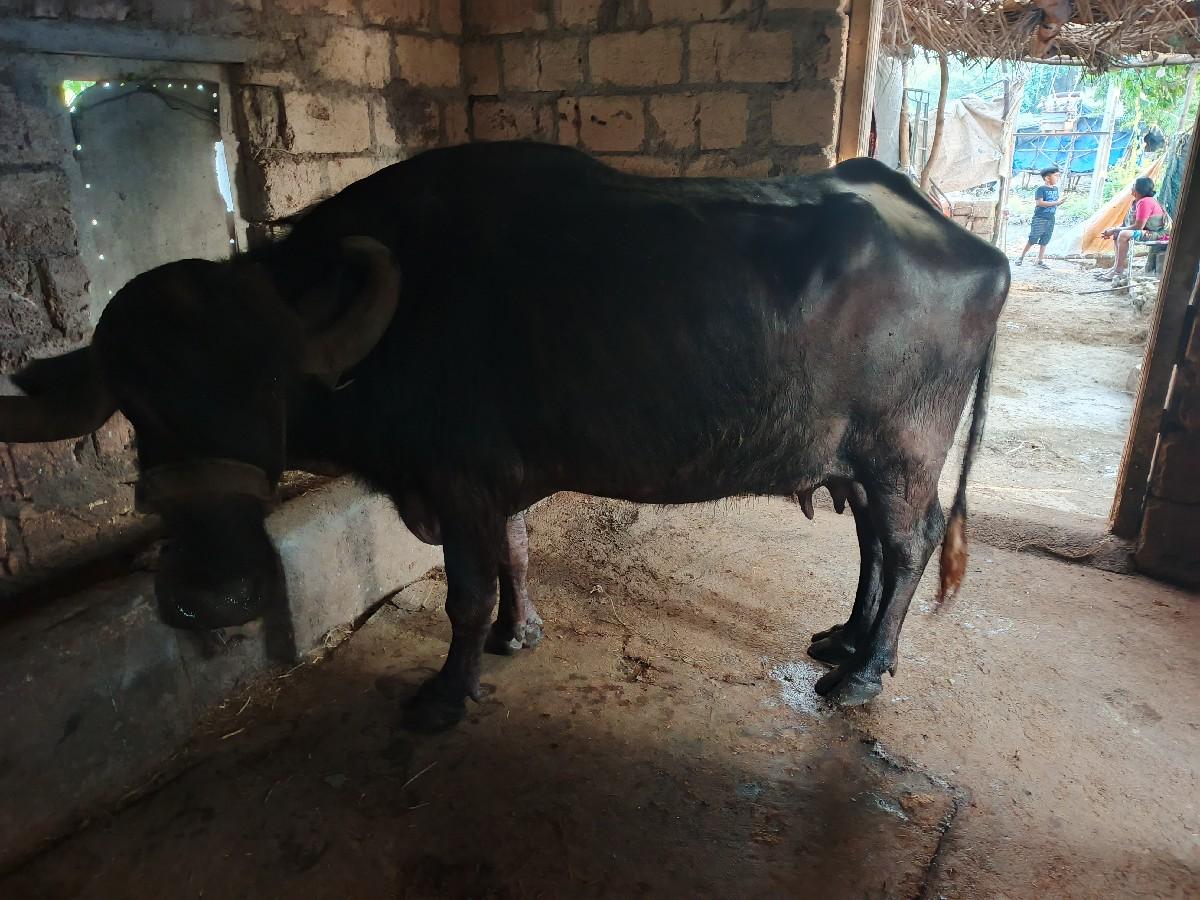 થંબનેલ 2