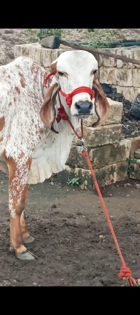 ખુટ વેચવાનો છે