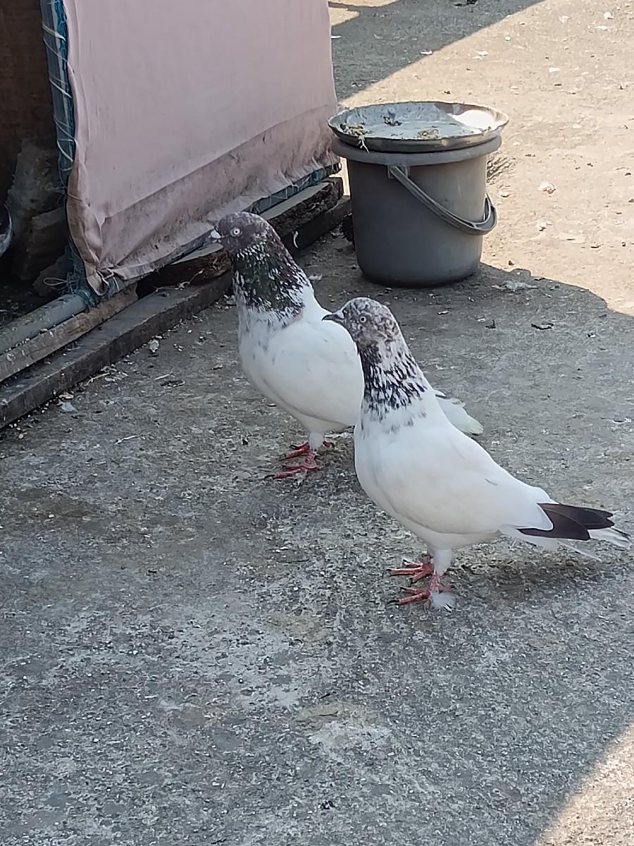 કબૂતર વેચવાના છે