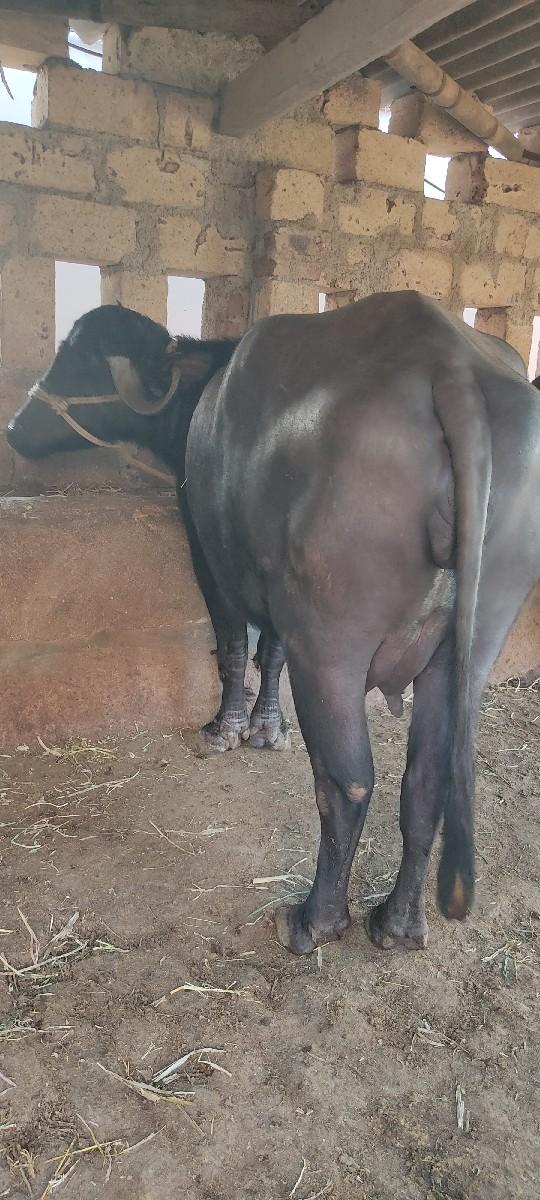 થંબનેલ 3