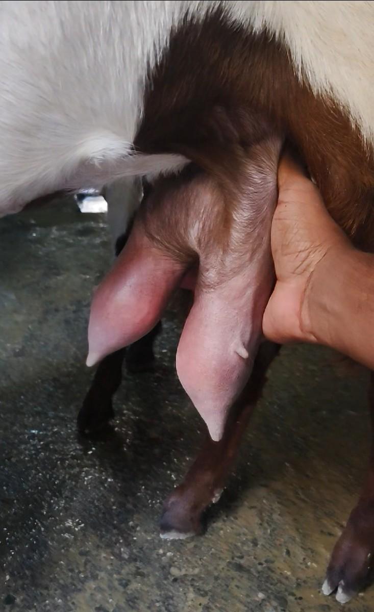 થંબનેલ 3