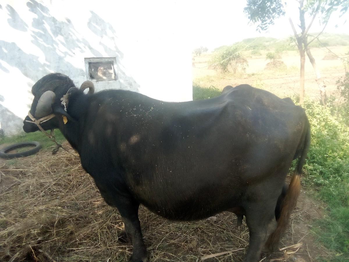 થંબનેલ 2