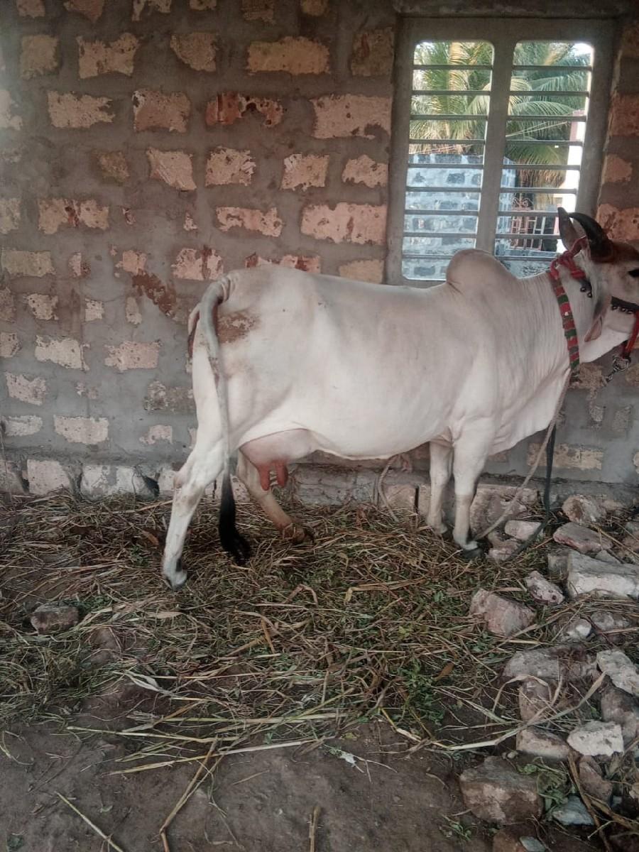 થંબનેલ 3