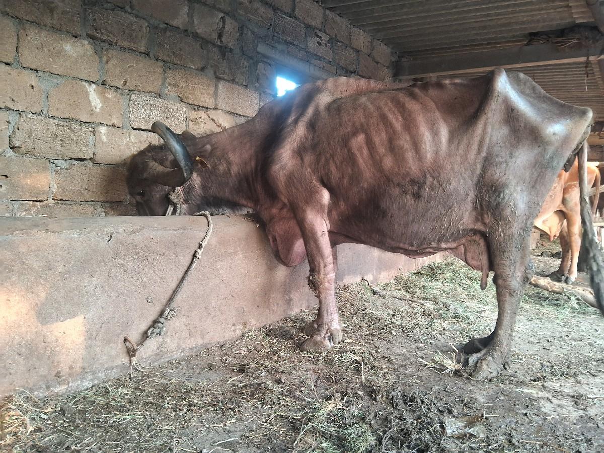 થંબનેલ 3