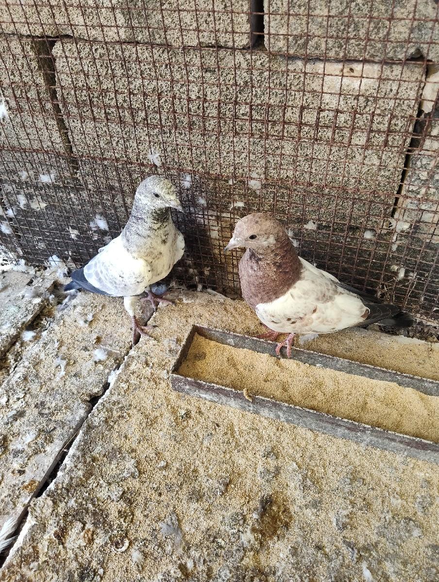 લાલ મારવાડા કારિ આંખ