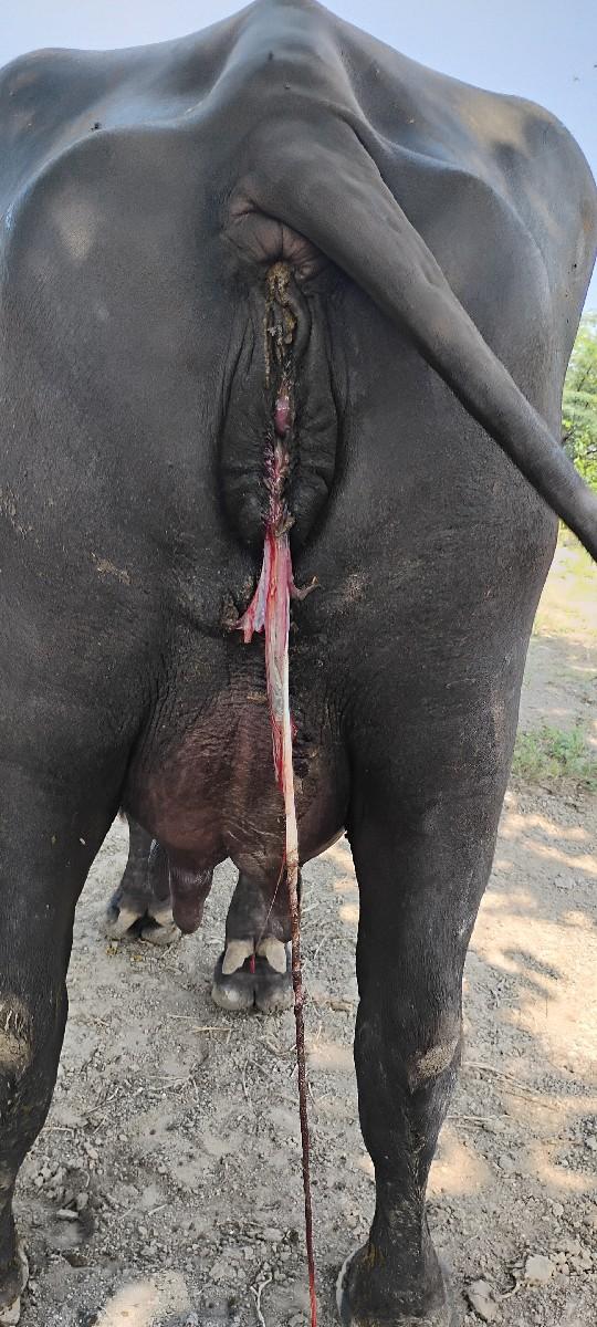 થંબનેલ 3