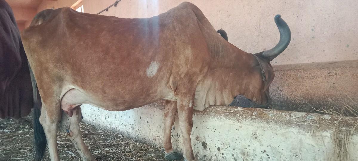 થંબનેલ 1