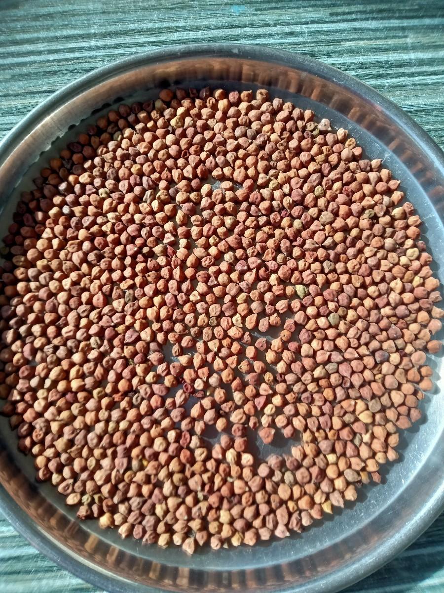 ચણા વેચવાના છે