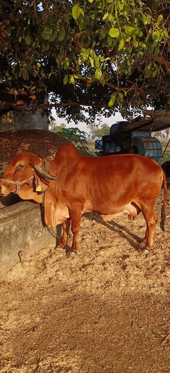 થંબનેલ 2