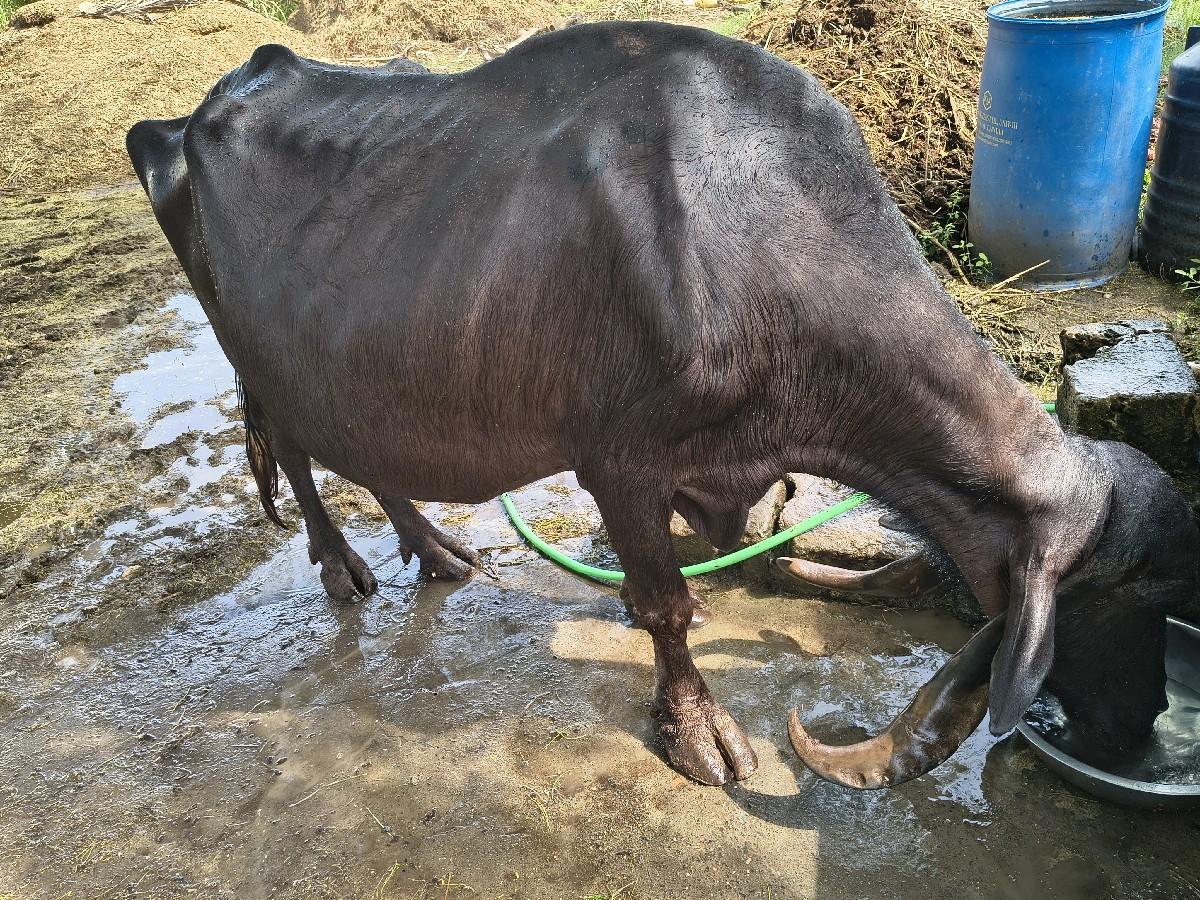 ભેંશ વેચવાની છે