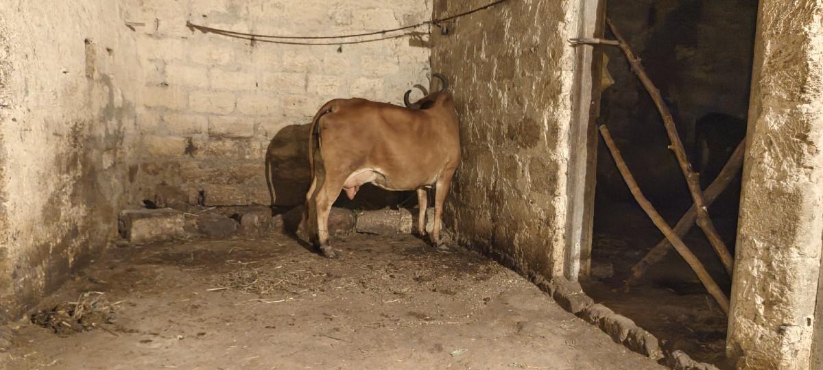 ગાય વાહાગલી. છે અને. હોણકુ. બે