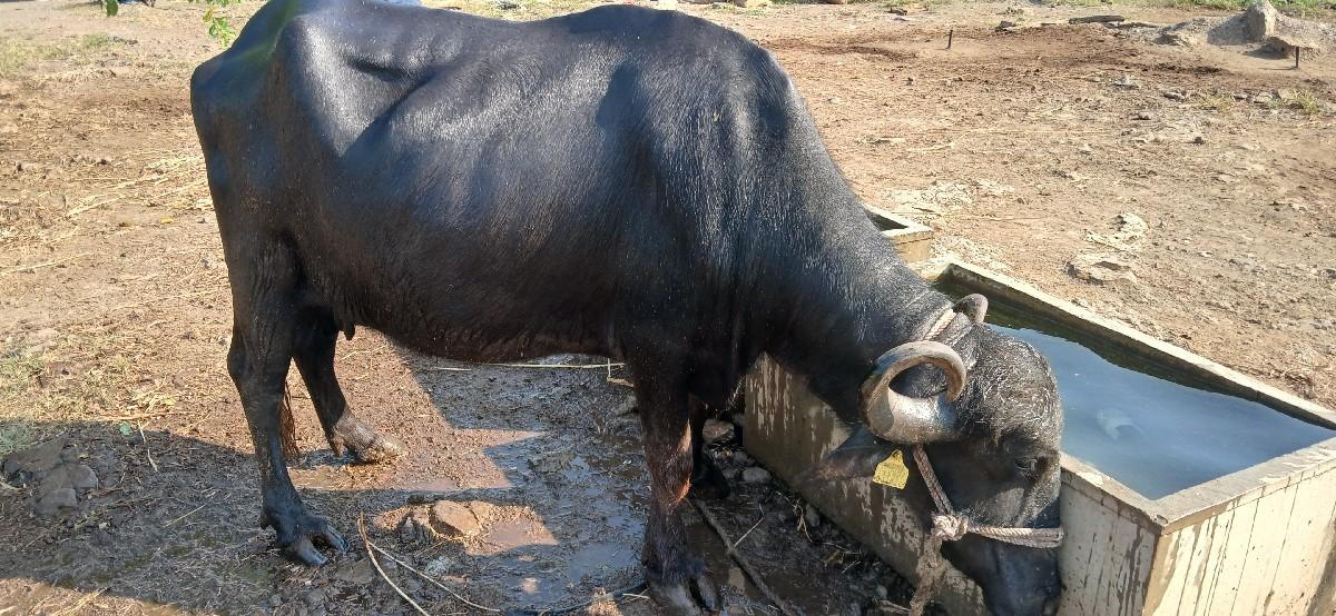 થંબનેલ 2