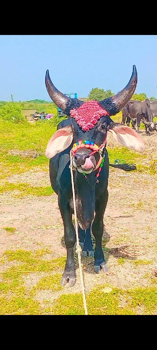 થંબનેલ 3